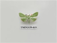 藏品(螟蛾317)的圖片